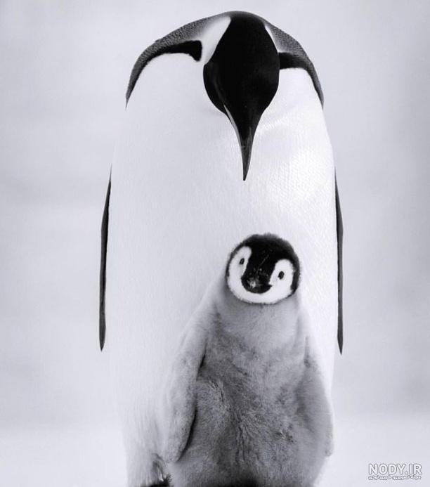  عکس جوجه پنگوئن