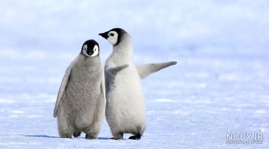  عکس جوجه پنگوئن