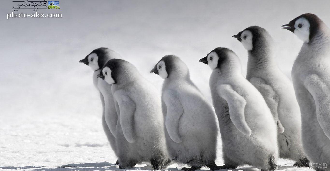  عکس جوجه پنگوئن