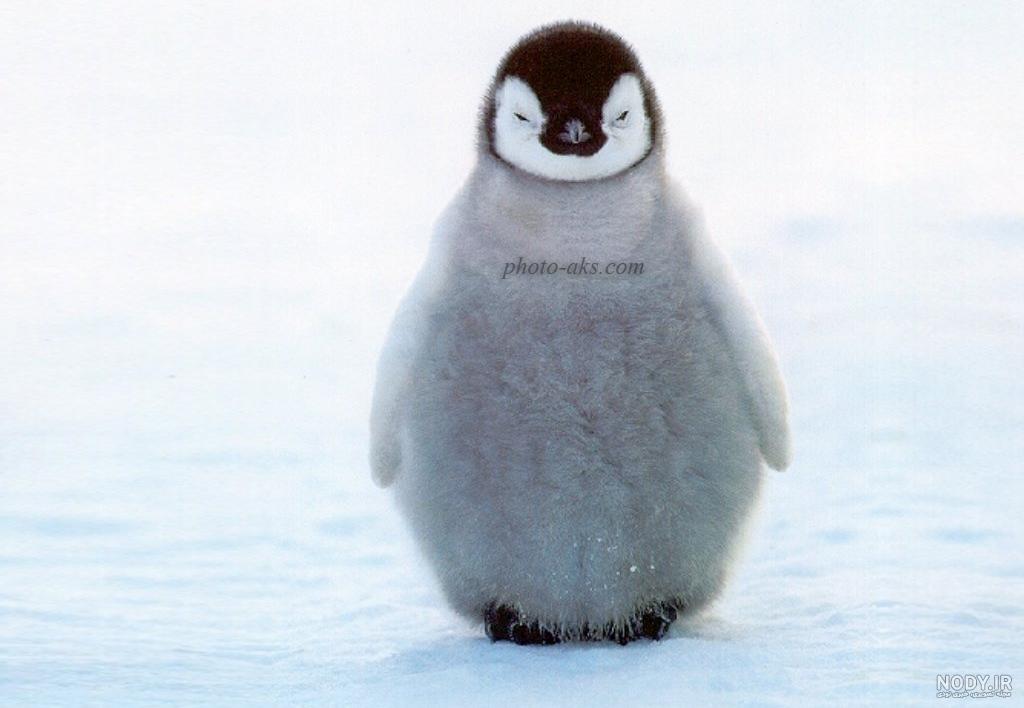 عکس جوجه پنگوئن