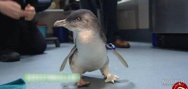  عکس جوجه پنگوئن