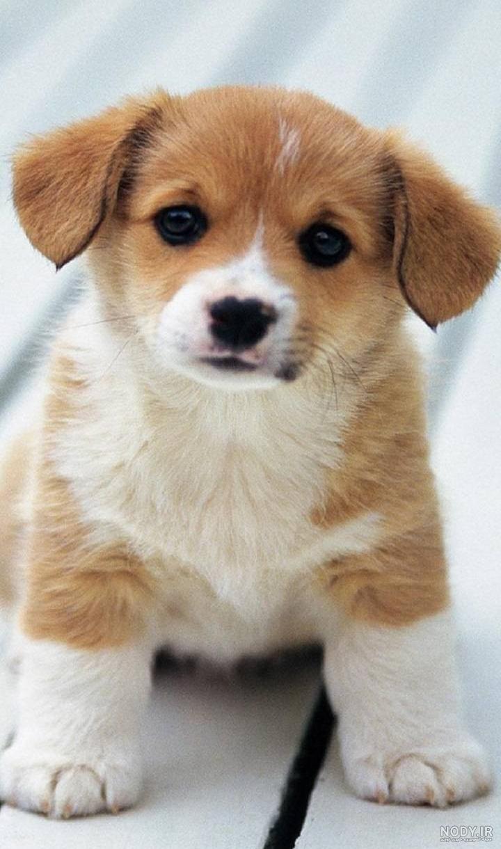 عکس خفن عکس سگ رنگین کمانی