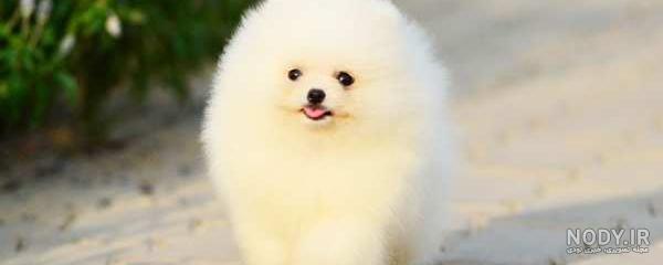 عکس خفن عکس سگ رنگین کمانی