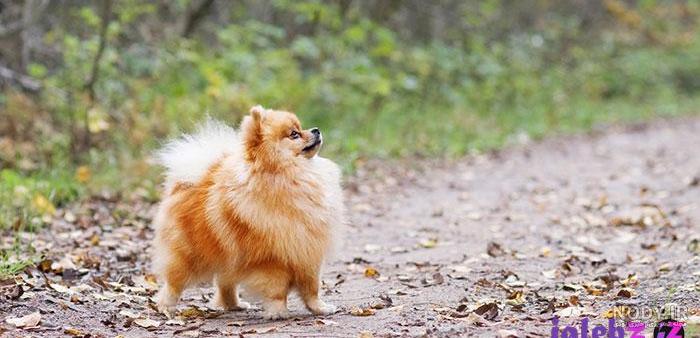 عکس سگ رنگی واقعی