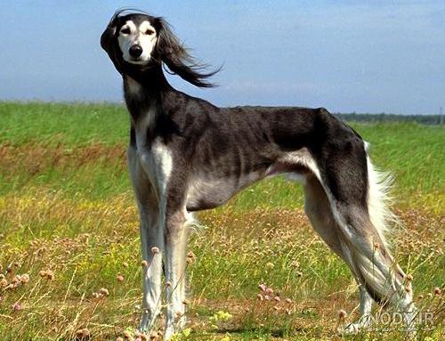 عکس خفن عکس سگ رنگین کمانی