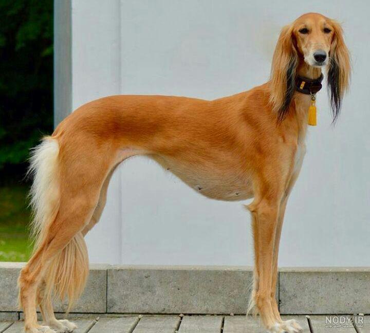 عکس خفن عکس سگ رنگین کمانی