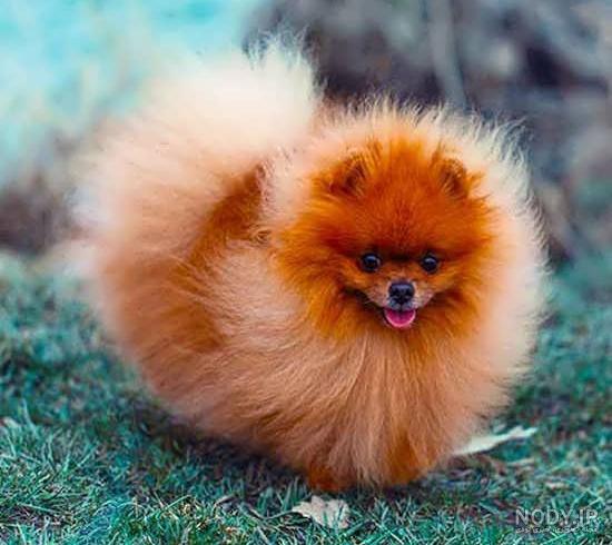 عکس خفن عکس سگ رنگین کمانی