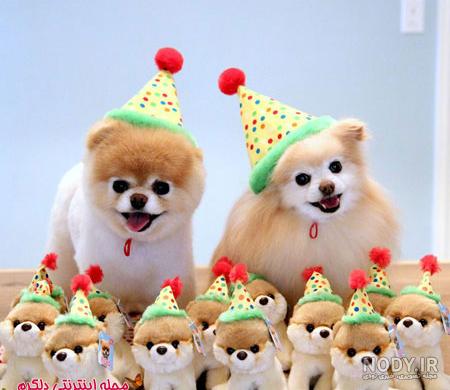 عکس خفن عکس سگ رنگین کمانی