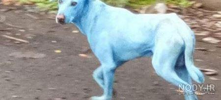 عکس خفن عکس سگ رنگین کمانی