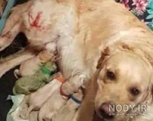 عکس خفن عکس سگ رنگین کمانی