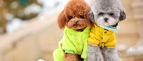 عکس سگ رنگی واقعی