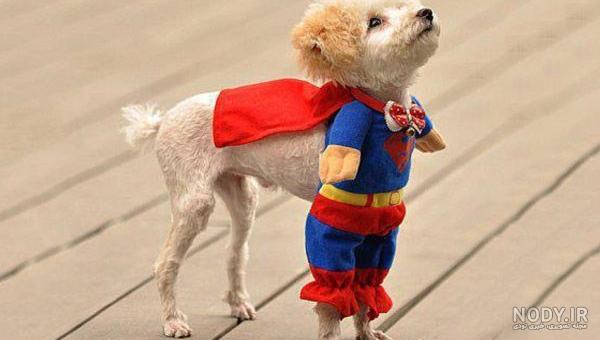 عکس خفن عکس سگ رنگین کمانی