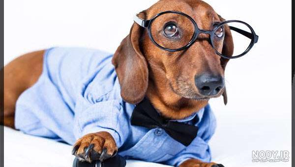 عکس خفن عکس سگ رنگین کمانی