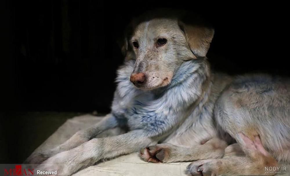 عکس سگ رنگی واقعی