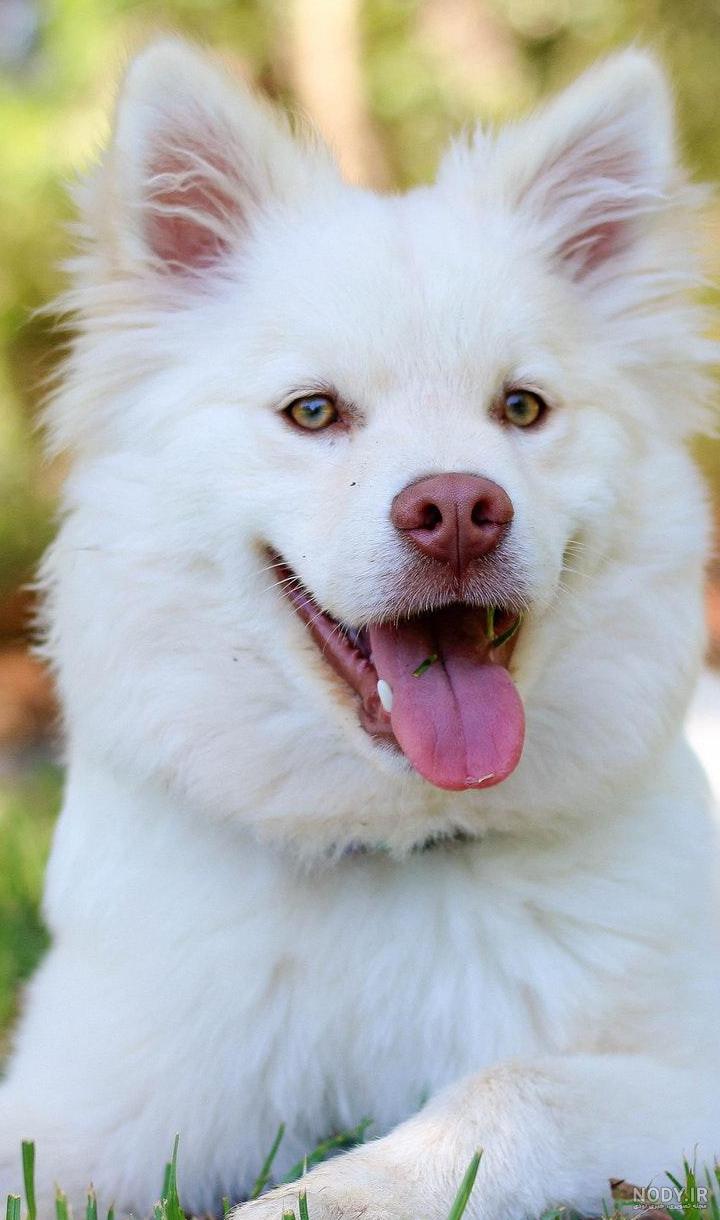 عکس خفن عکس سگ رنگین کمانی