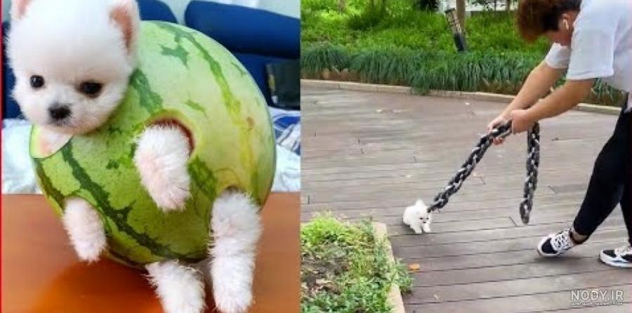 عکس خفن عکس سگ رنگین کمانی