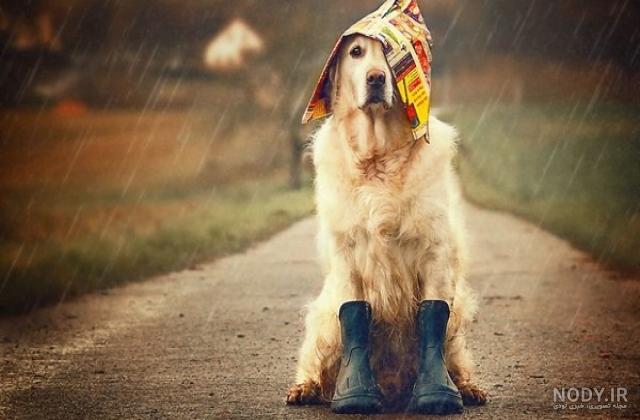 عکس خفن عکس سگ رنگین کمانی