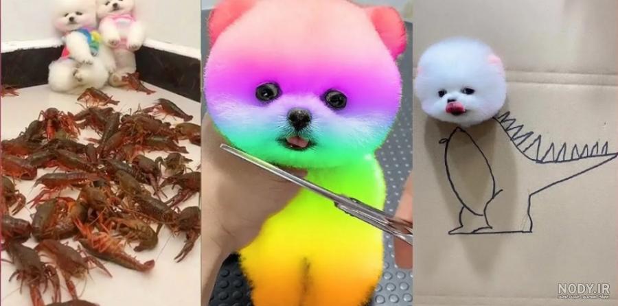 عکس خفن عکس سگ رنگین کمانی