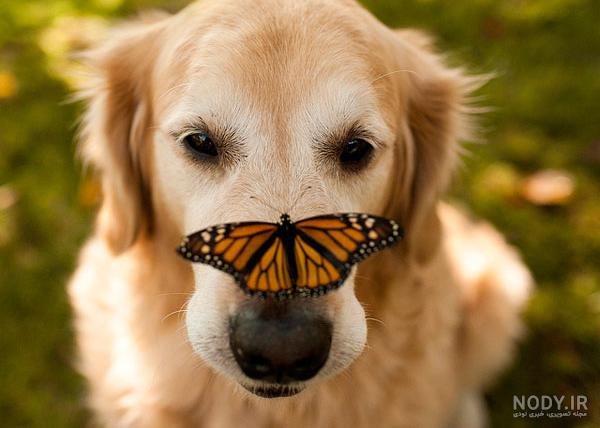 عکس خفن عکس سگ رنگین کمانی