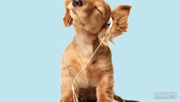 عکس سگ رنگی واقعی