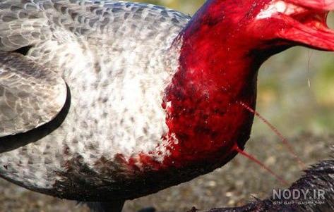 عکس عقاب طلایی خفن