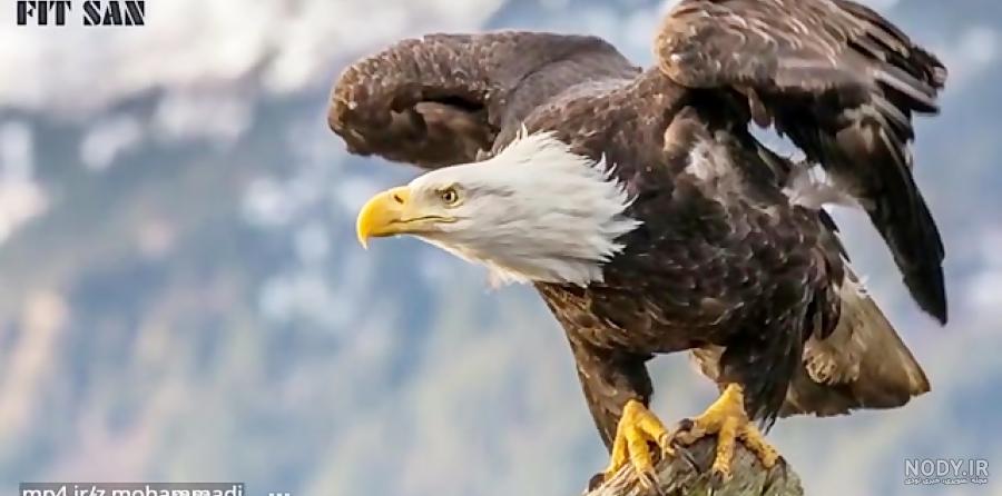 عکس عقاب طلایی خفن