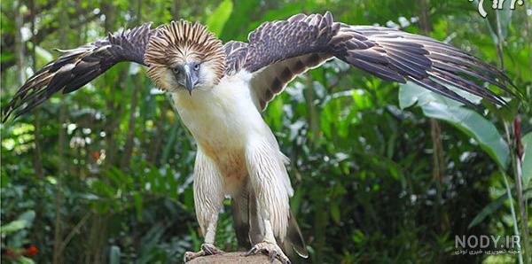  عکس عقاب وحشی برای پروفایل