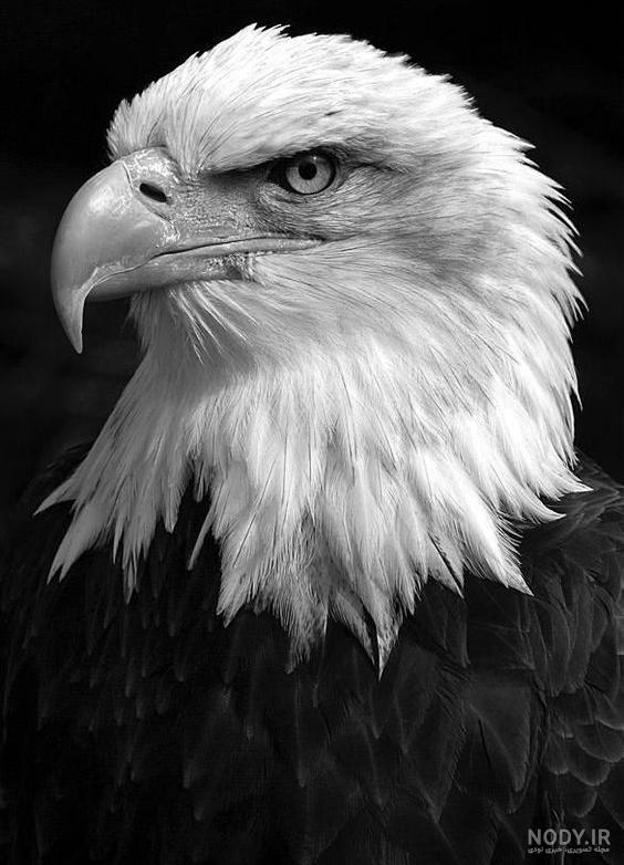 عکس عقاب طلایی خفن