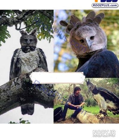  عکس عقاب وحشی برای پروفایل