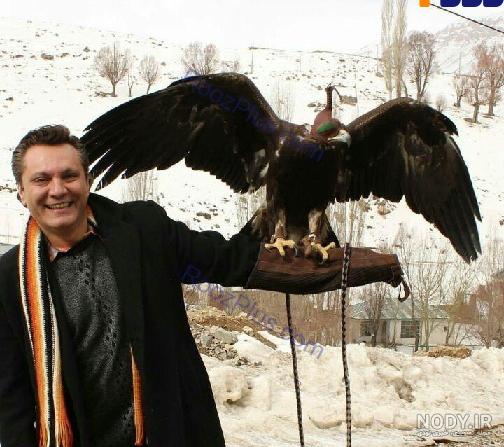 عکس عقاب طلایی خفن