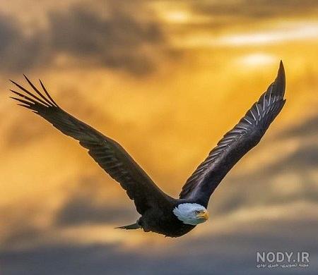 عکس عقاب طلایی خفن