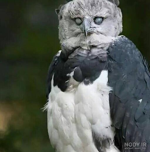  عکس عقاب وحشی برای پروفایل