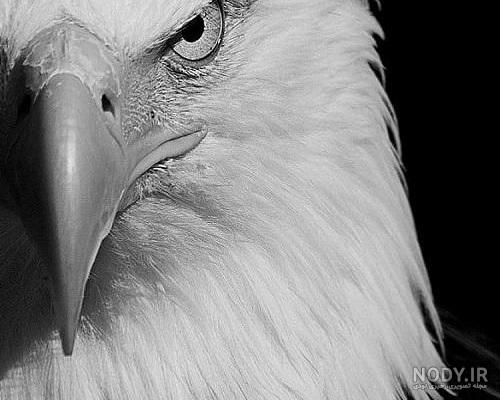  عکس عقاب وحشی برای پروفایل