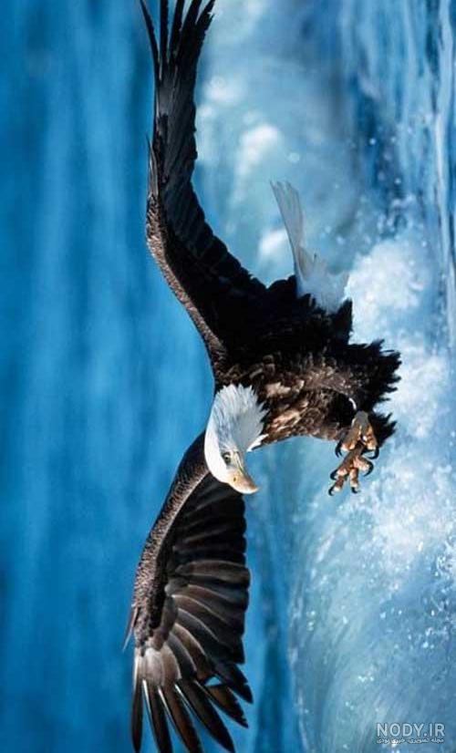 عکس عقاب طلایی خفن