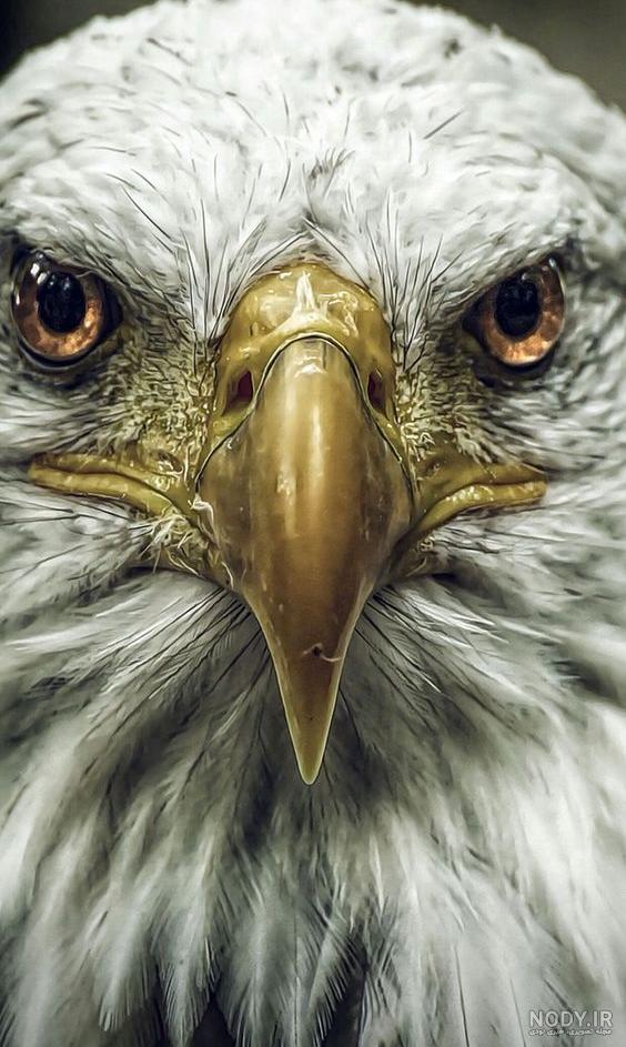 عکس عقاب طلایی خفن