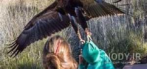 عکس عقاب طلایی خفن