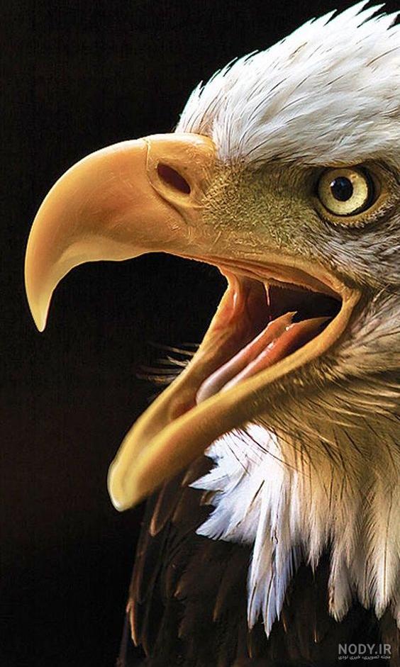  عکس عقاب وحشی برای پروفایل