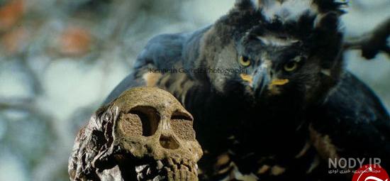  عکس عقاب وحشی برای پروفایل