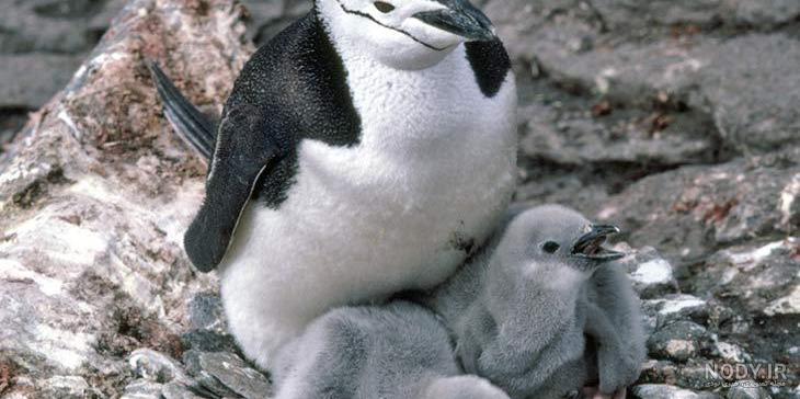  عکس جوجه پنگوئن