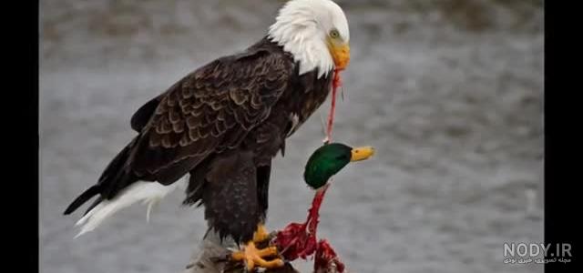 عکس عقاب وحشی برای پروفایل