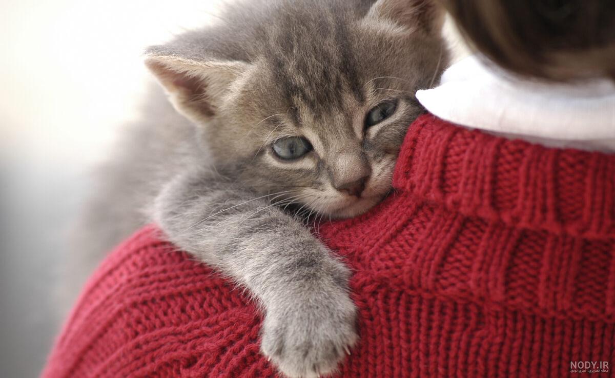 ایا گربه ها کینه ای هستند