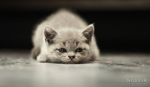 ایا گربه ها کینه ای هستند