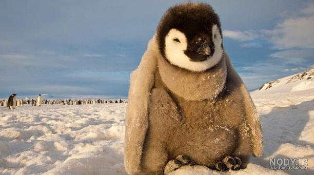  عکس جوجه پنگوئن