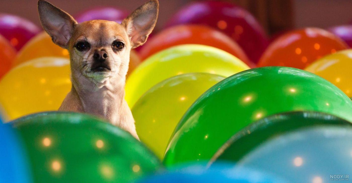 عکس سگ رنگی واقعی