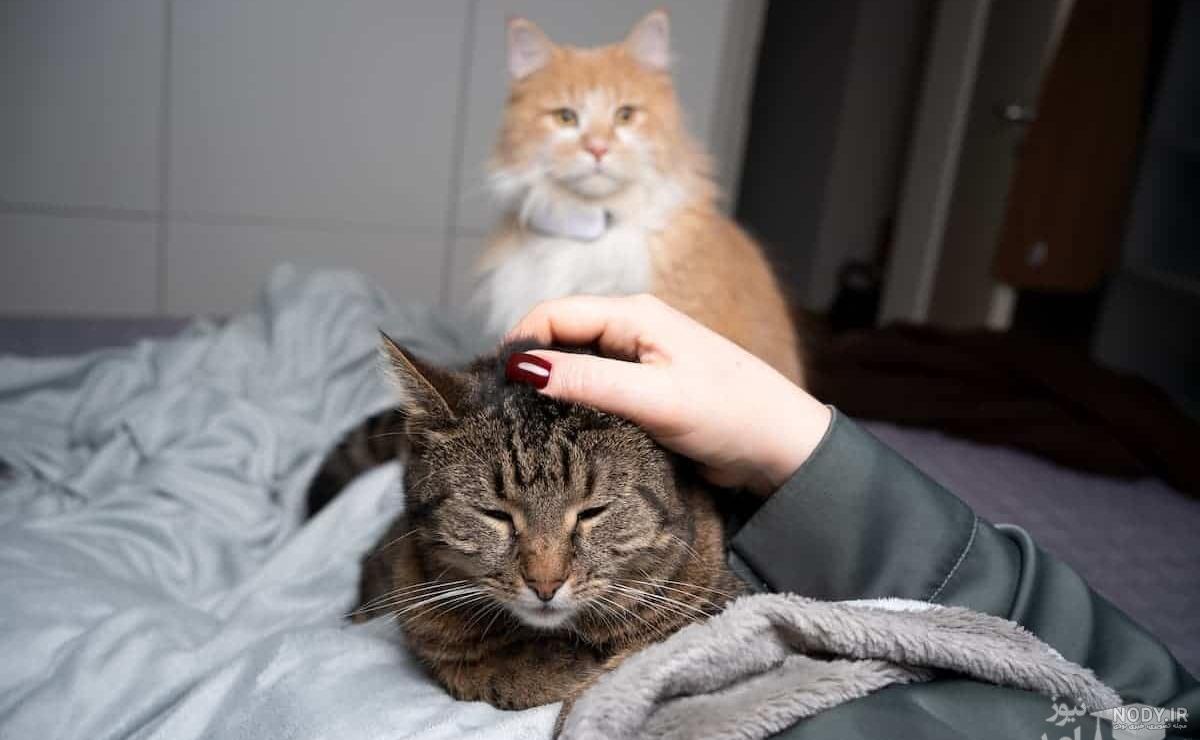 ایا گربه ها کینه ای هستند