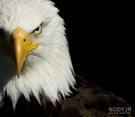 عکس عقاب طلایی خفن