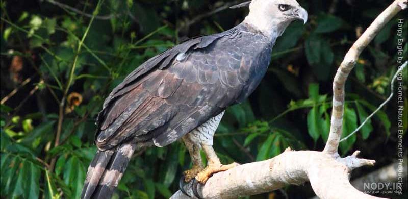 عکس عقاب طلایی خفن