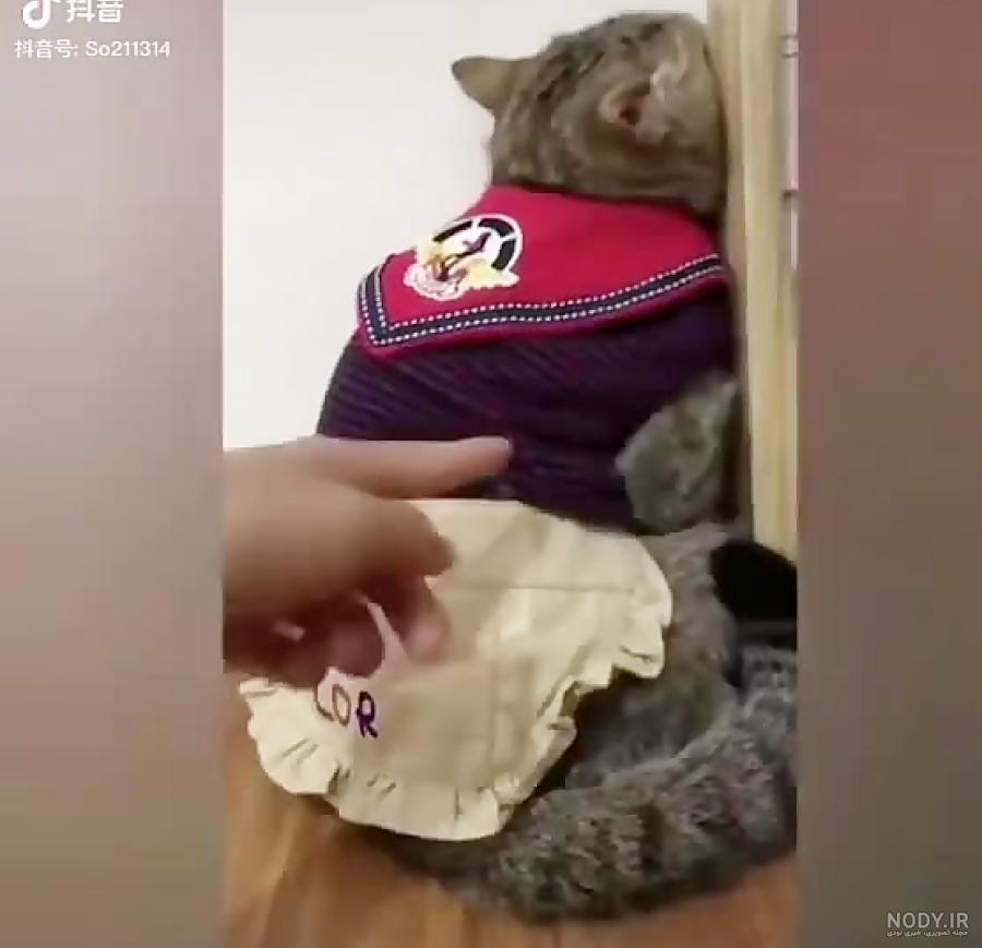 ایا گربه ها کینه ای هستند