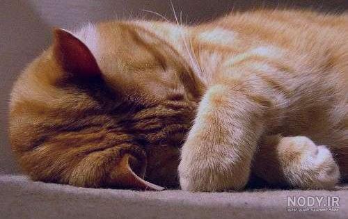 ایا گربه ها کینه ای هستند