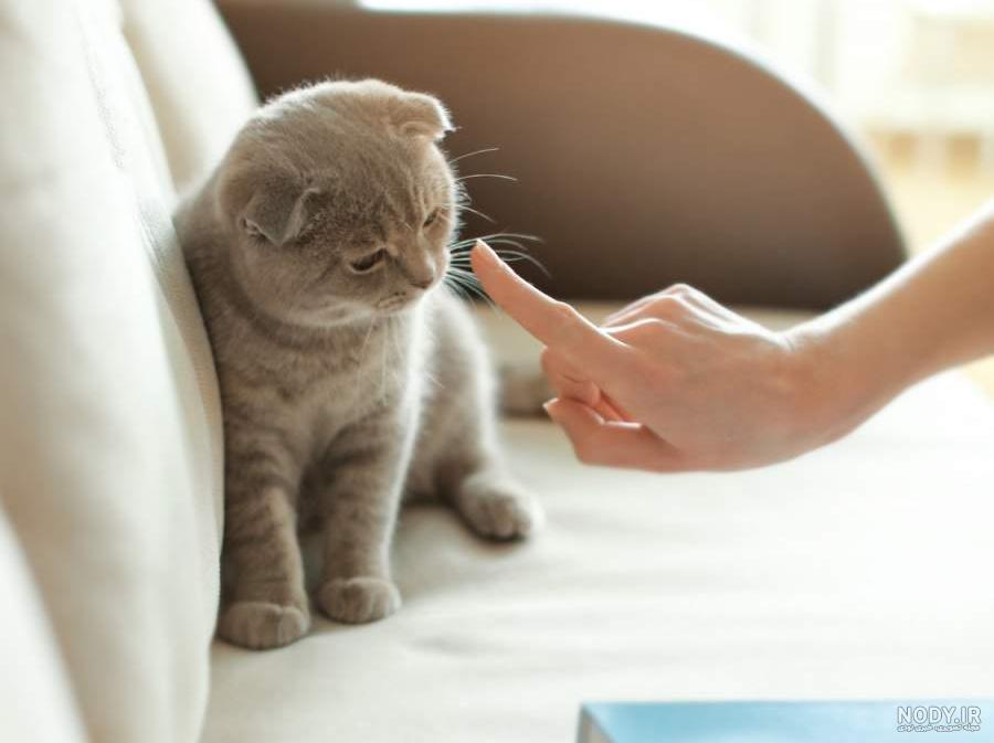 ایا گربه ها کینه ای هستند